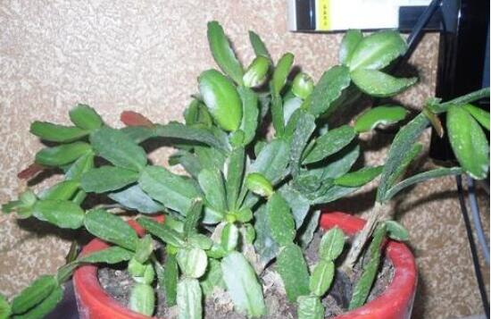 曇花扦插方法圖解，擇兩年生20-30厘米插蕙、扦插土壤深度1/3