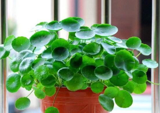 銅錢草水培好還是土培好，水培和土培兩者皆好