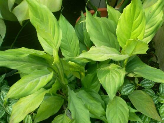 萬年青植物有幾種，盤點最令人欣賞的十大品種