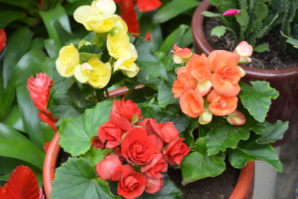 麗格海棠冬天的養(yǎng)殖方法和注意事項(xiàng)