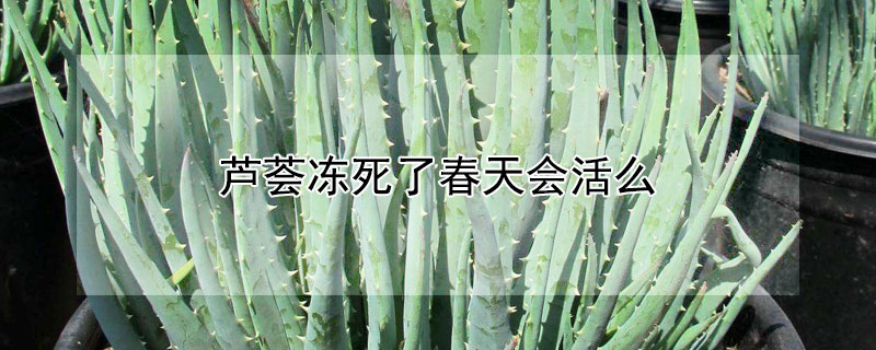 蘆薈凍死了春天會(huì)活么