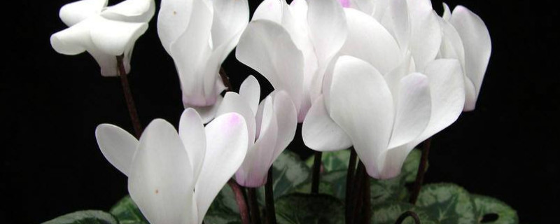 仙客來小苗怎么養(yǎng)