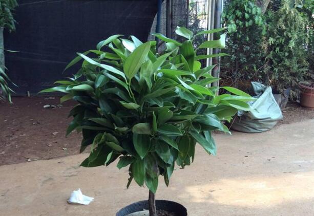 室內(nèi)養(yǎng)平安樹的好處，旺運(yùn)勢(shì)還健康