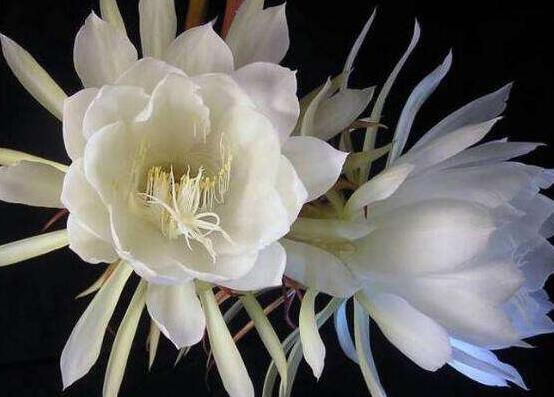 曇花多長時間澆水，只需要保證盆土微濕潤環(huán)境即可