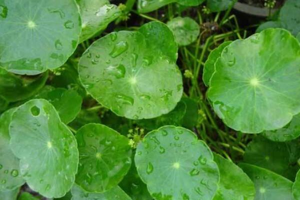 金錢草和銅錢草怎么認(rèn)