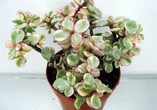 雅樂之舞適合什么花盆，陶盆、紫砂盆、泥瓦盆最為合適