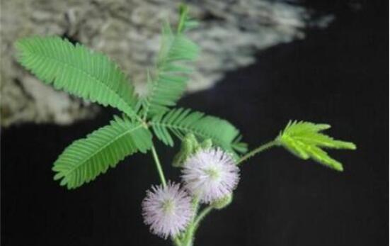 含羞草蔫了怎么辦，教你三種最直觀有效解決方法