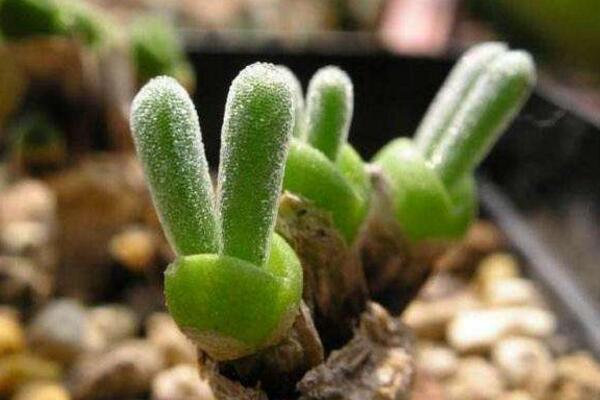 碧光環(huán)種子的種植方法，可以通過以下4步來進(jìn)行