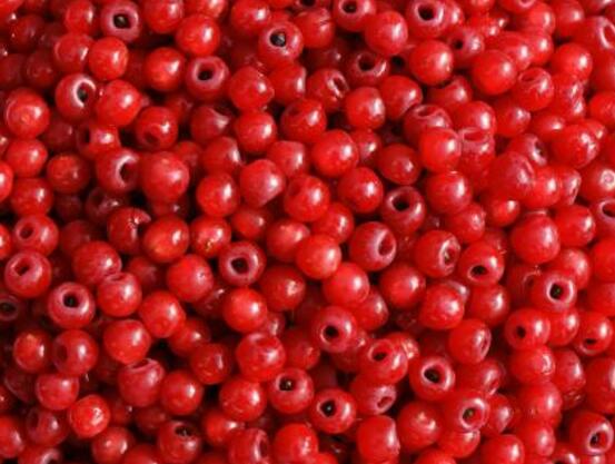 紅豆杉能在室內(nèi)養(yǎng)嗎，美化家居環(huán)境、凈化空氣