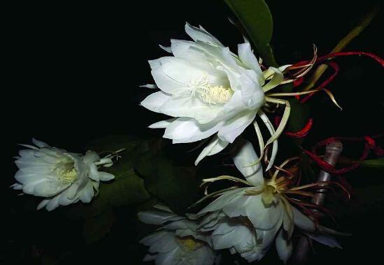 曇花的養(yǎng)殖方法和注意事項(xiàng)，老農(nóng)總結(jié)七大最實(shí)用養(yǎng)殖方法