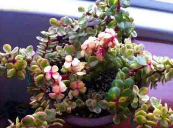 雅樂(lè)之舞怎么養(yǎng)出粉色，盆土合理/肥水結(jié)合/光照溫度適當(dāng)
