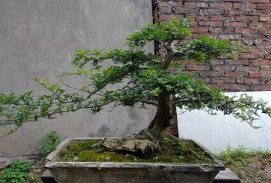 九里香盆栽的養(yǎng)殖方法，老農(nóng)總結五點最實用的養(yǎng)殖方法