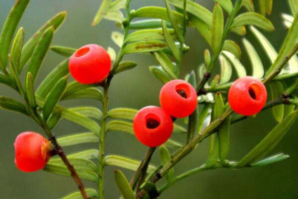 紅豆杉公母有什么區(qū)別，四大不同來區(qū)分