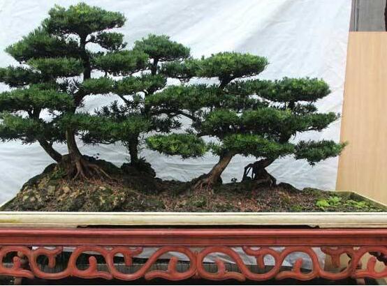 為什么羅漢松慢慢枯萎，做好澆水/保持溫度光照