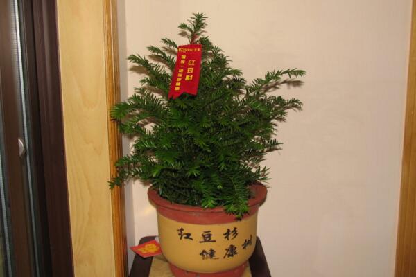 紅豆杉的花語和傳說，花語高傲、傳說凄涼