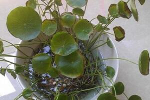 銅錢草葉子邊緣干枯，銅錢草葉子發(fā)黃怎么辦