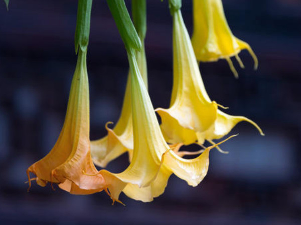 曼陀羅花語(yǔ)是什么意思