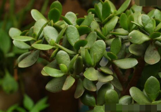 燕子掌和玉樹哪個有毒，玉樹汁液有毒/燕子掌無毒現(xiàn)象