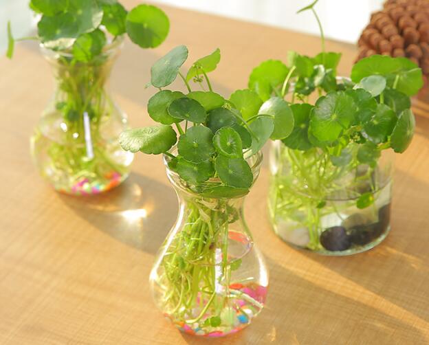 銅錢草怎么剪枝水培，剪成一根勤換水