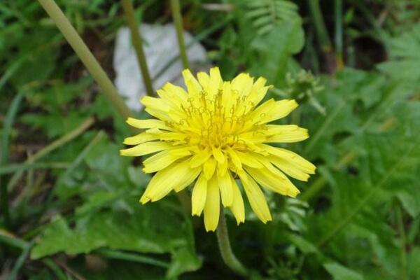蒲公英怎么吃，涼拌、炒菜、煲湯