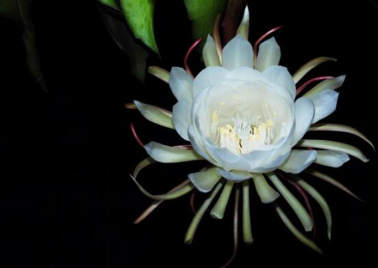 曇花怎么養(yǎng)，注意盆土是關(guān)鍵/肥水要合理