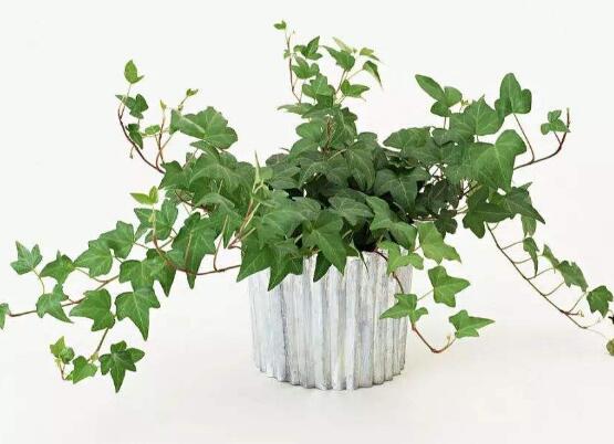 小葉常春藤的養(yǎng)殖方法，教你八個簡單易學基本方法