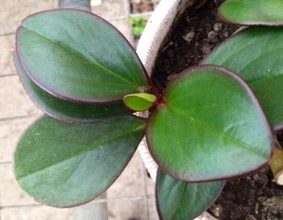 紫邊碧玉的作用以及花語，凈化空氣、活血止痛、跌打損傷