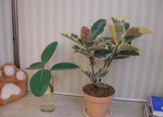 橡皮樹剪下來怎么生根，做好五個步驟便可發(fā)芽長葉