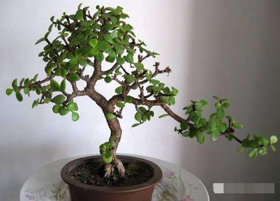 玉樹冬天怎么養(yǎng)，教你六個方法安然過冬