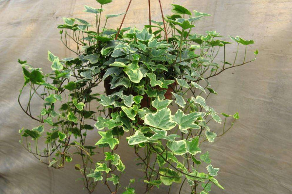 常春藤可以放臥室嗎，放臥室可凈化空氣增加綠意