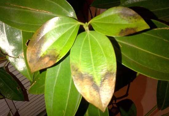 平安樹葉子發(fā)黃怎么辦，教你五個步驟來挽救