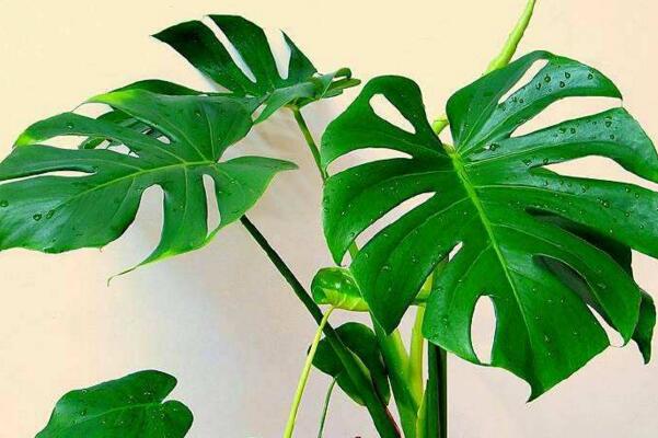 龜背竹怎樣用氣根繁殖，龜背竹氣根繁殖的詳細(xì)步驟