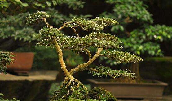 六月雪盆景造型方法，直乾式虬曲式懸崖式三種造型