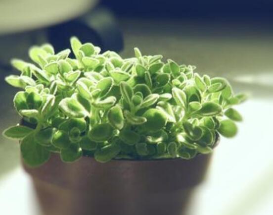 碰碰香爛根處理方法，老農(nóng)總結(jié)兩種最簡單有效措施(輕度與重度)