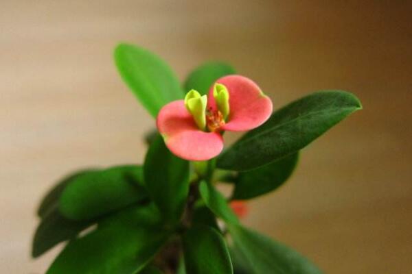 虎刺梅什么時(shí)候開(kāi)花，只要養(yǎng)護(hù)得當(dāng)一年四季都能開(kāi)花