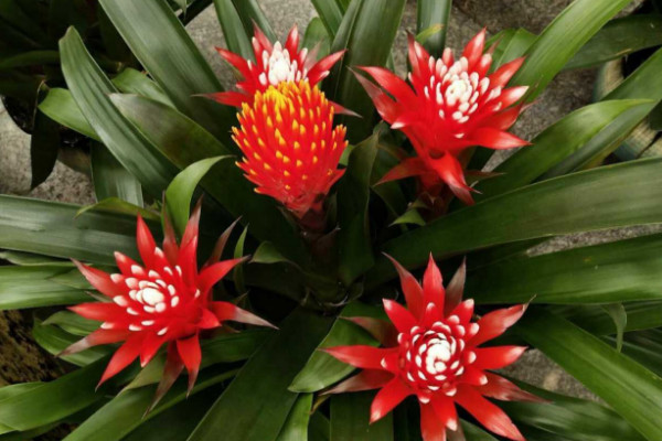 鴻運當(dāng)頭用雨水澆行嗎