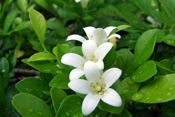 九里香換盆注意事項