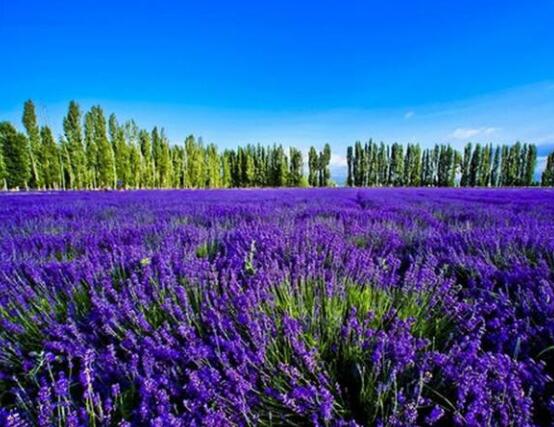 薰衣草有什么功效，舒緩修護(hù)、改善心肌、安撫神經(jīng)
