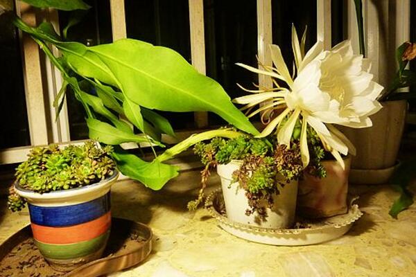 曇花幾年開花，養(yǎng)殖三年左右才能開花