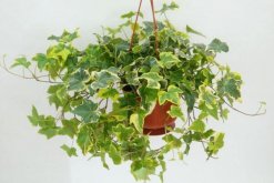 金邊常春藤的養(yǎng)殖方法，以磷鉀肥為主少施氮肥