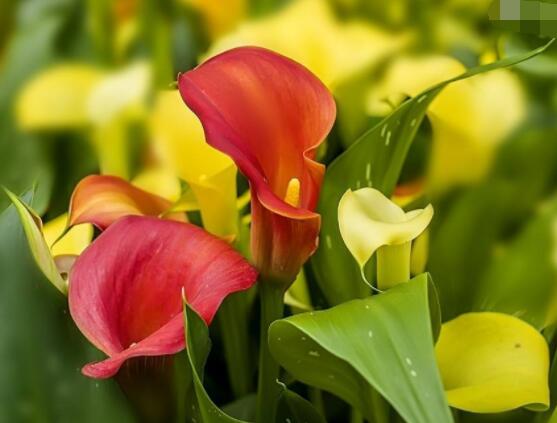 彩色馬蹄蓮能養(yǎng)幾年，通常養(yǎng)殖3-4年是沒有問題