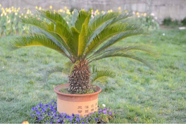 鐵樹施什么肥最好，施一些稀薄的復(fù)合液肥即可