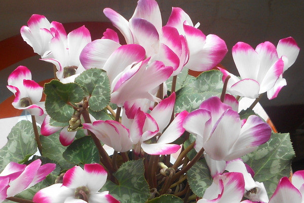 仙客來(lái)為什么養(yǎng)不活