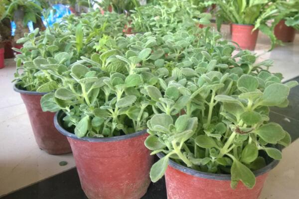 碰碰香葉子發(fā)黃脫落，導(dǎo)致葉子發(fā)黃的4種原因