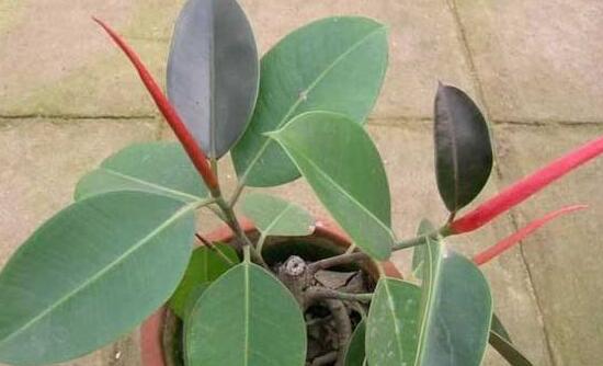 橡皮樹掉葉子還會長嗎，只要不死就會繼續(xù)生長(做好養(yǎng)護管理)