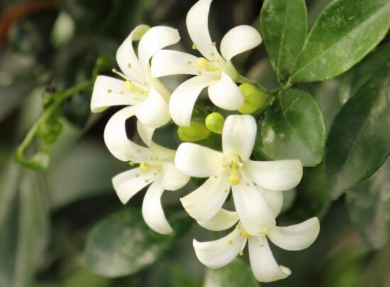 九里香爛根的原因，九里香爛根怎么辦