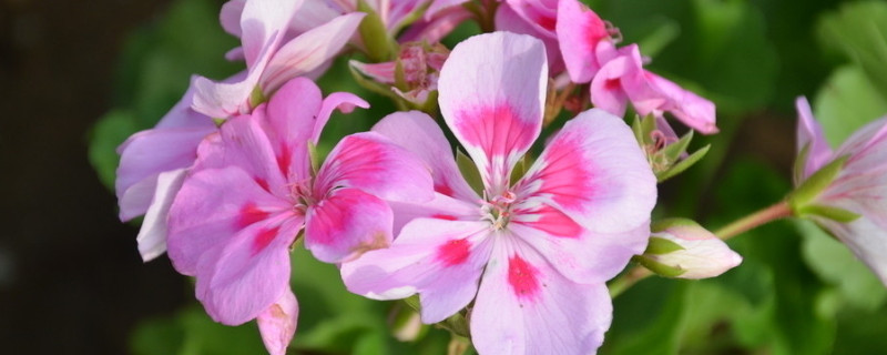 天竺葵不開(kāi)花怎么回事