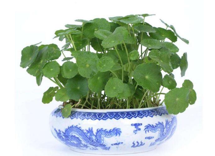 銅錢草怎么種，4個養(yǎng)殖方面要注意