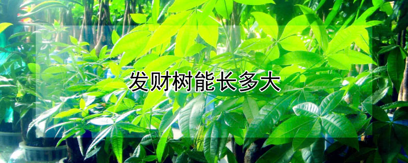 發(fā)財樹能長多大
