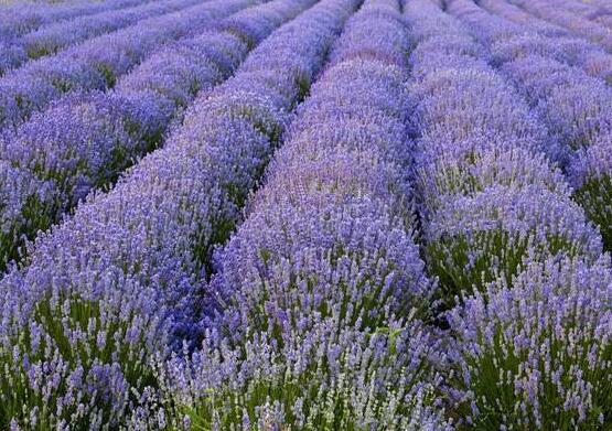 薰衣草的種類(lèi)圖片大全，欣賞最好看的六大品種